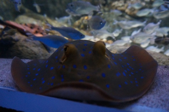 arraia cingapura aquario